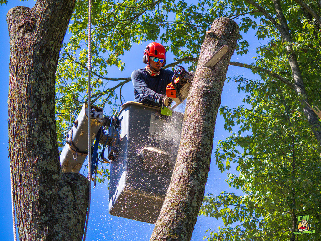 tree removal