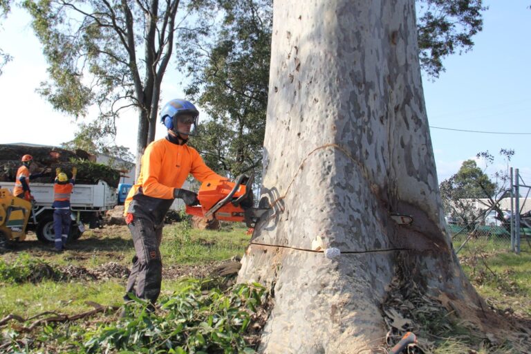 tree lopping