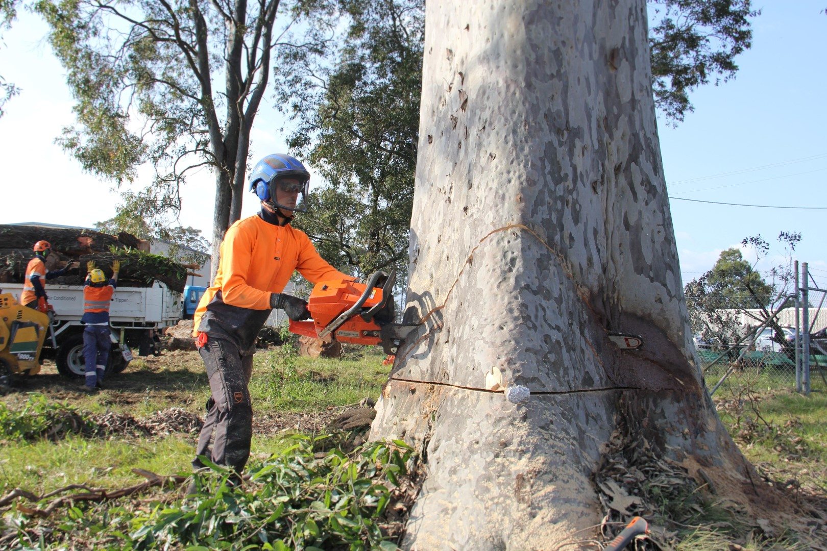 Top Benefits of Professional Tree Lopping Services
