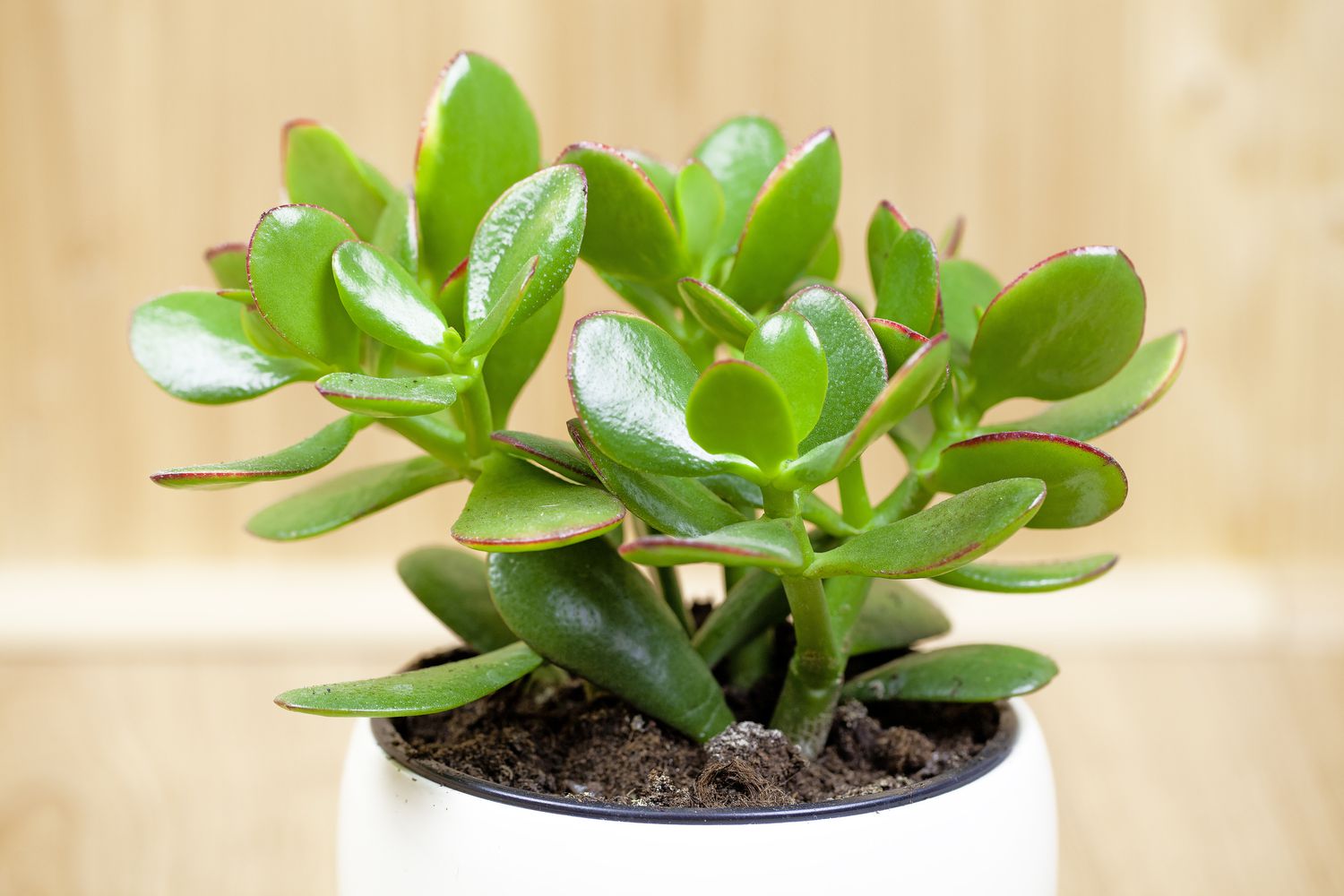 Chinese Money Plant – Symbolism and Feng Shui