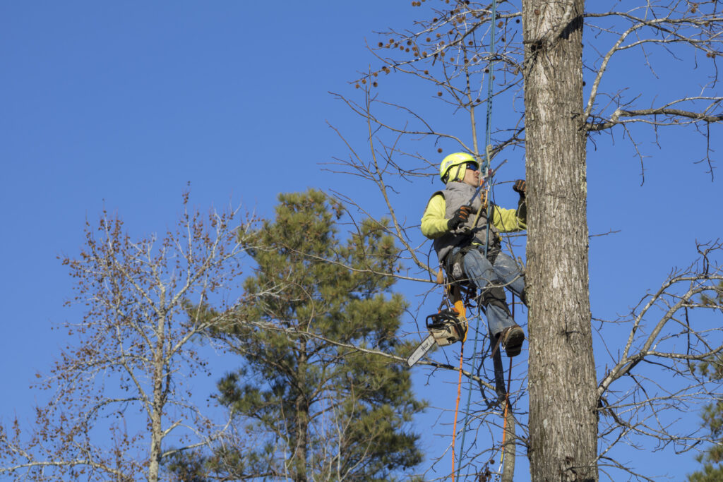 tree removal north shore