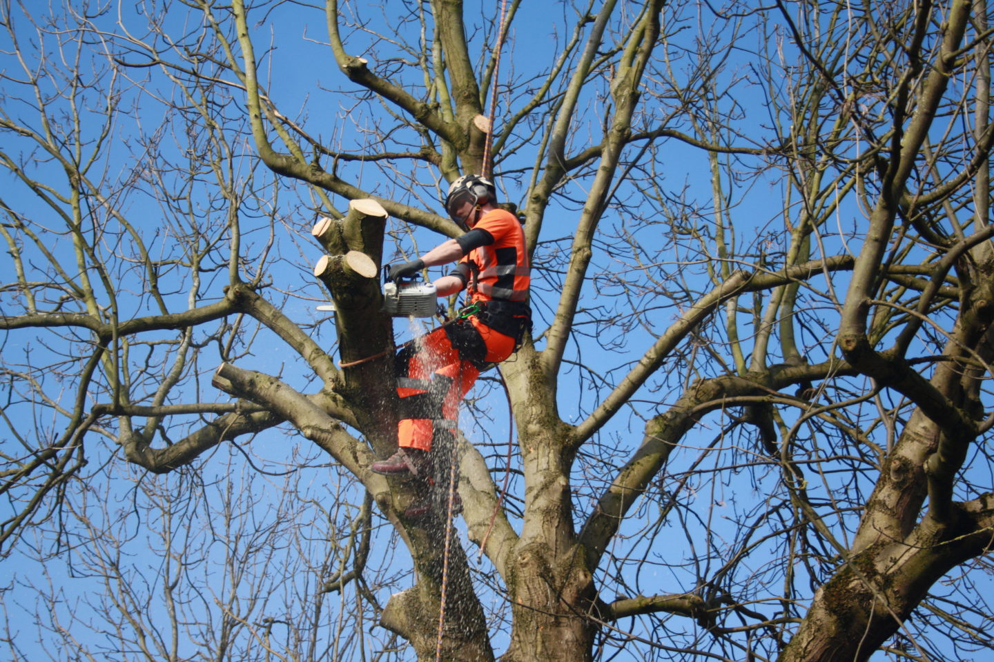 tree removal north shore