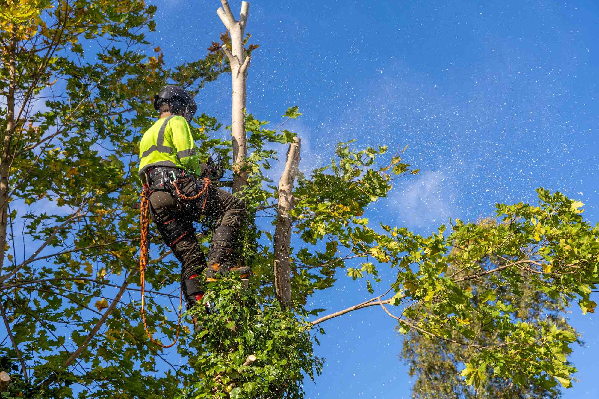 How to Choose the Best Tree Removal Service in North Shore