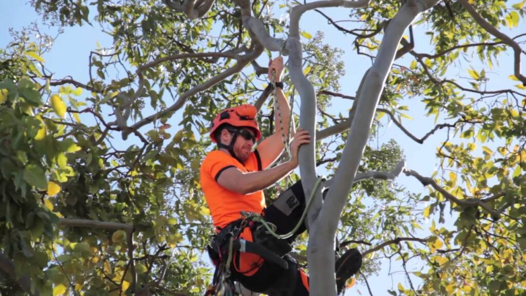 tree services