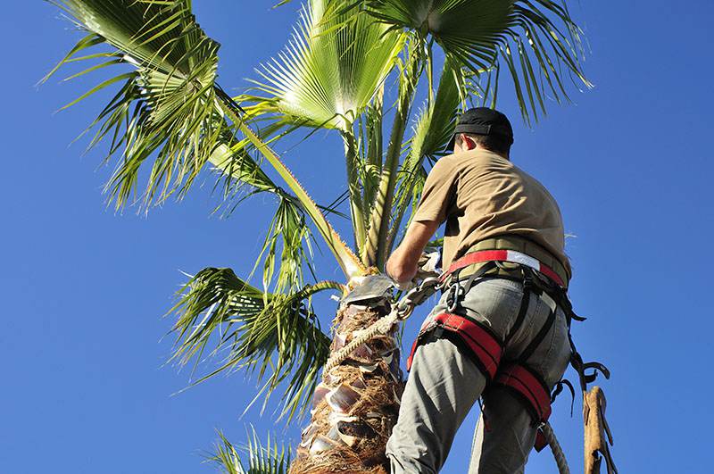 tree removal