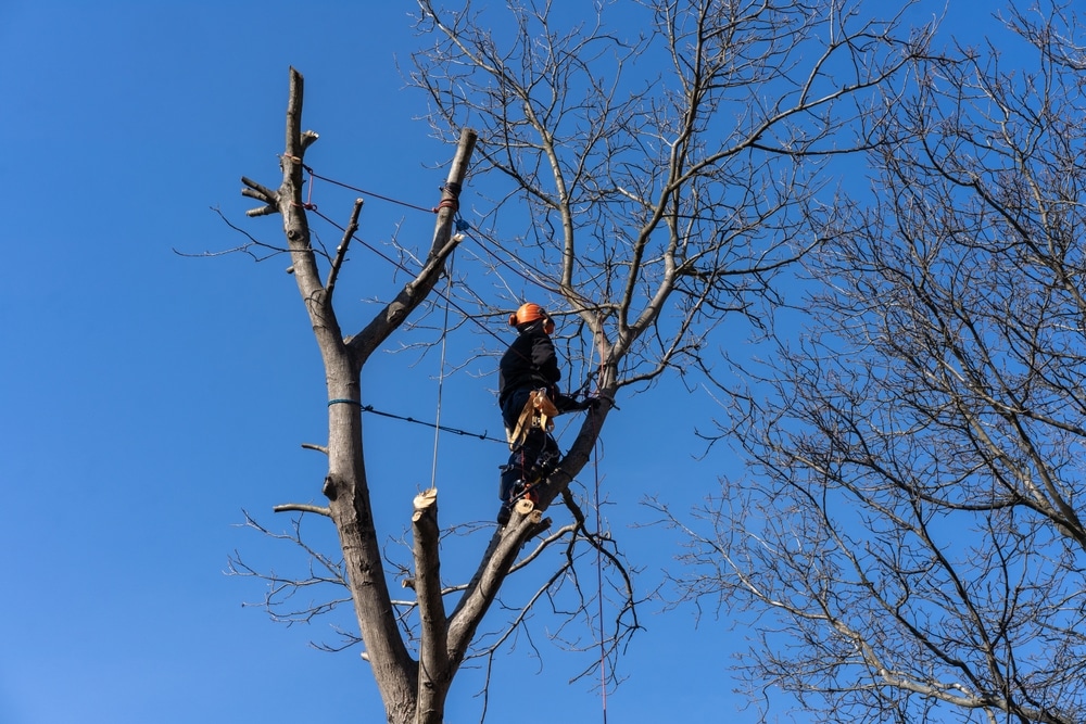 tree removal north shore