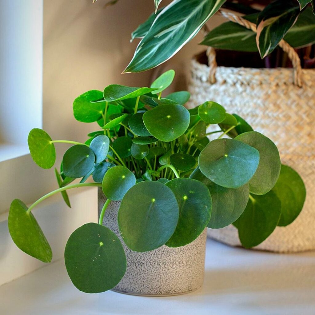 money plant