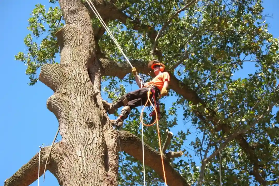 tree removal Sydney