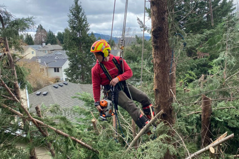 Level 5 Arborist Northern Beaches: Professional and Qualified Services