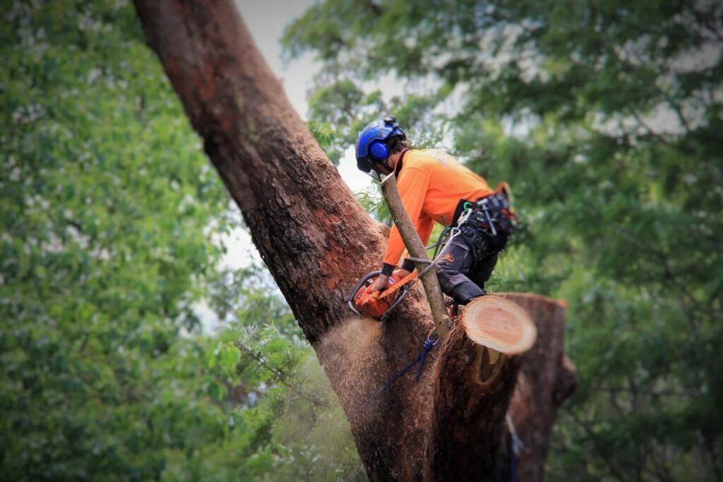 Level 5 Arborist Northern Beaches: Professional and Qualified Services