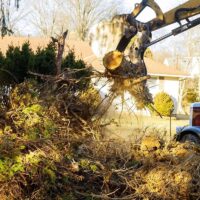 Tree Root Removal: Eliminating Hazards on Your Property