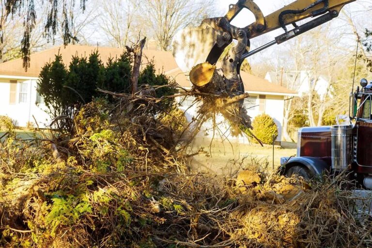 Tree Root Removal