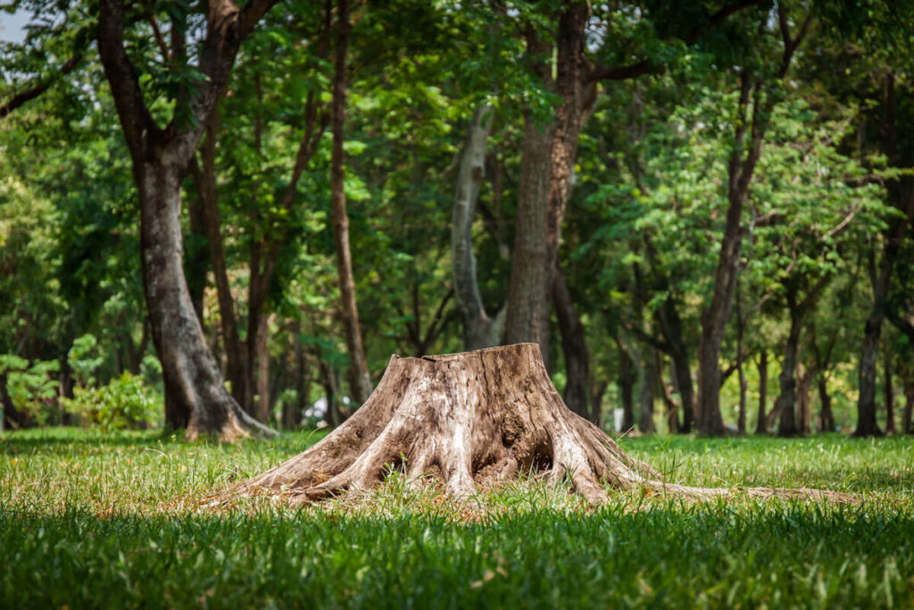 Tree Root Removal