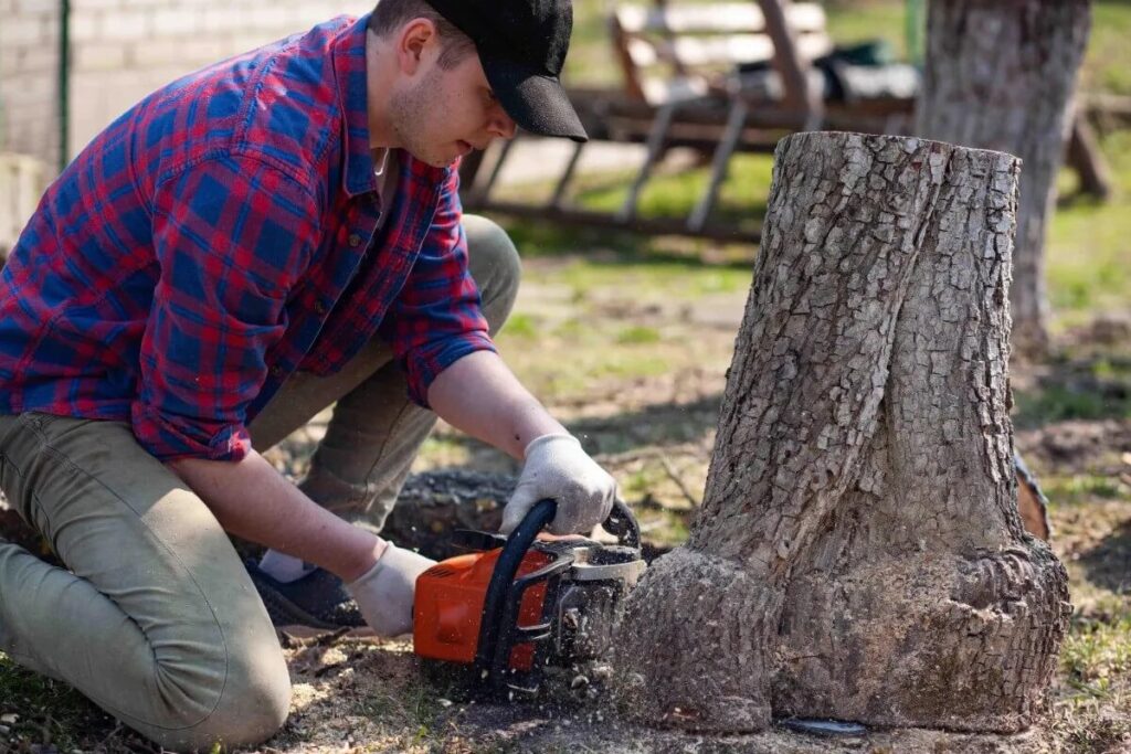 Tree Root Removal