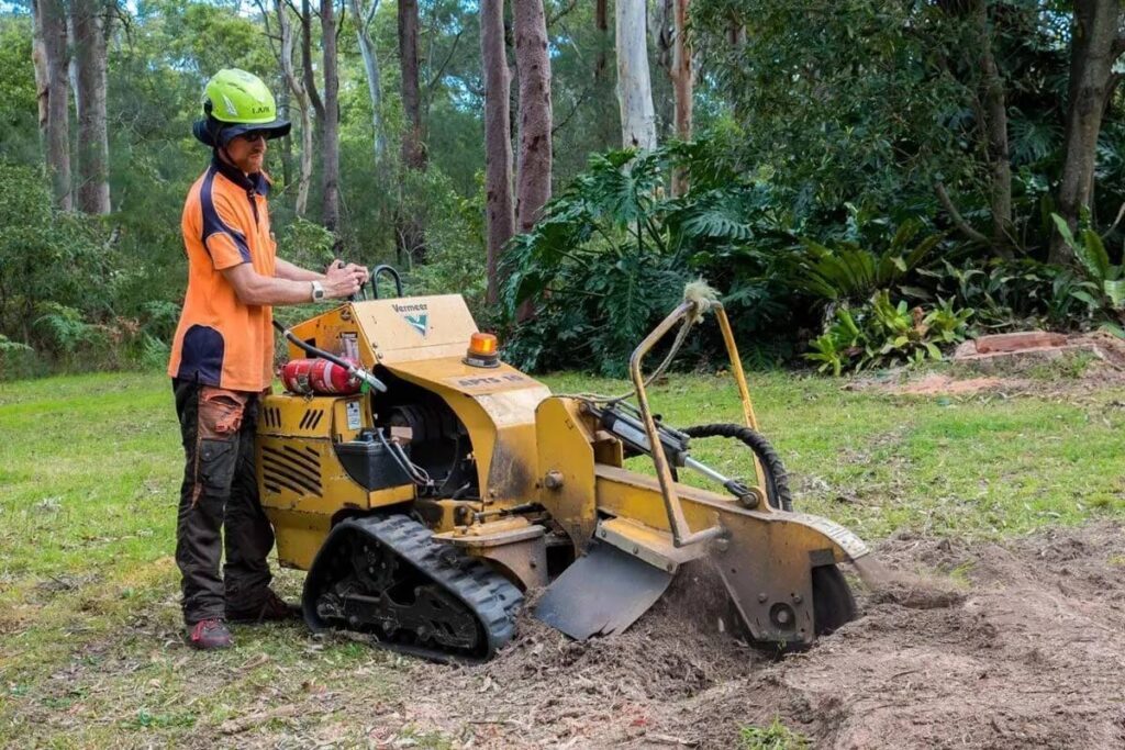 Tree Root Removal