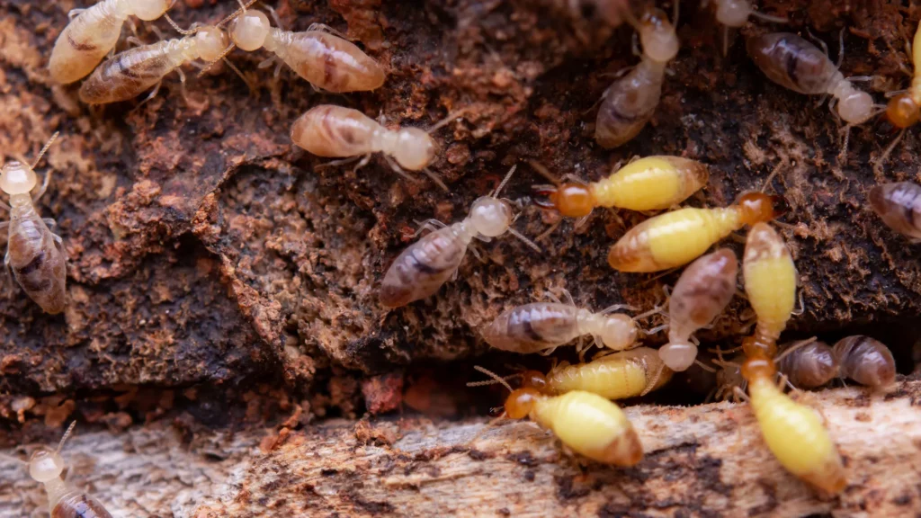 Home Termite Control: Small Steps That Make a Big Difference