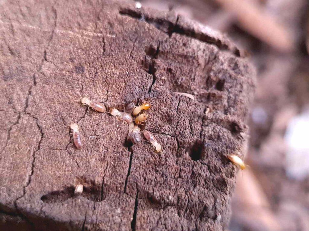 Should You Hire a Termite Specialist or Go DIY?