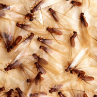 Should You Hire a Termite Specialist or Go DIY?
