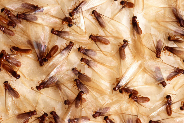 Should You Hire a Termite Specialist or Go DIY?