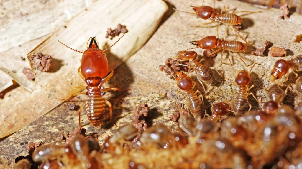 Should You Hire a Termite Specialist or Go DIY?