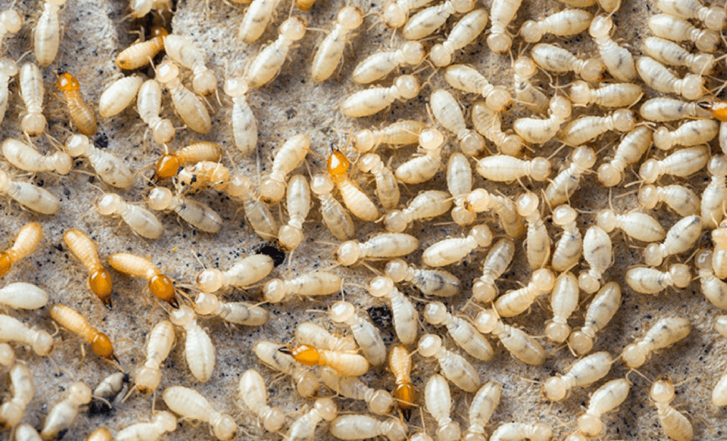 Home Termite Control: Small Steps That Make a Big Difference