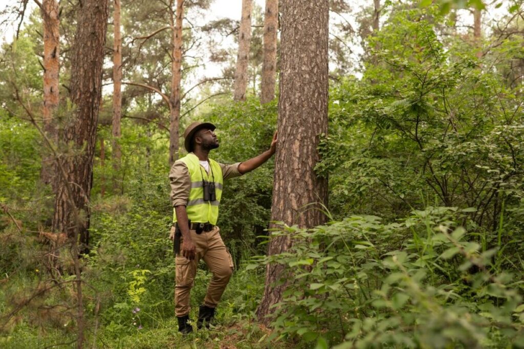 arborist sydney