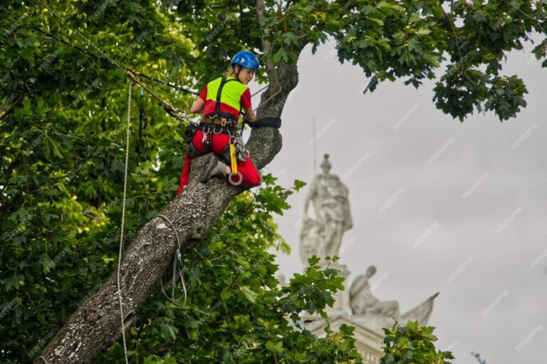 arborist sydney