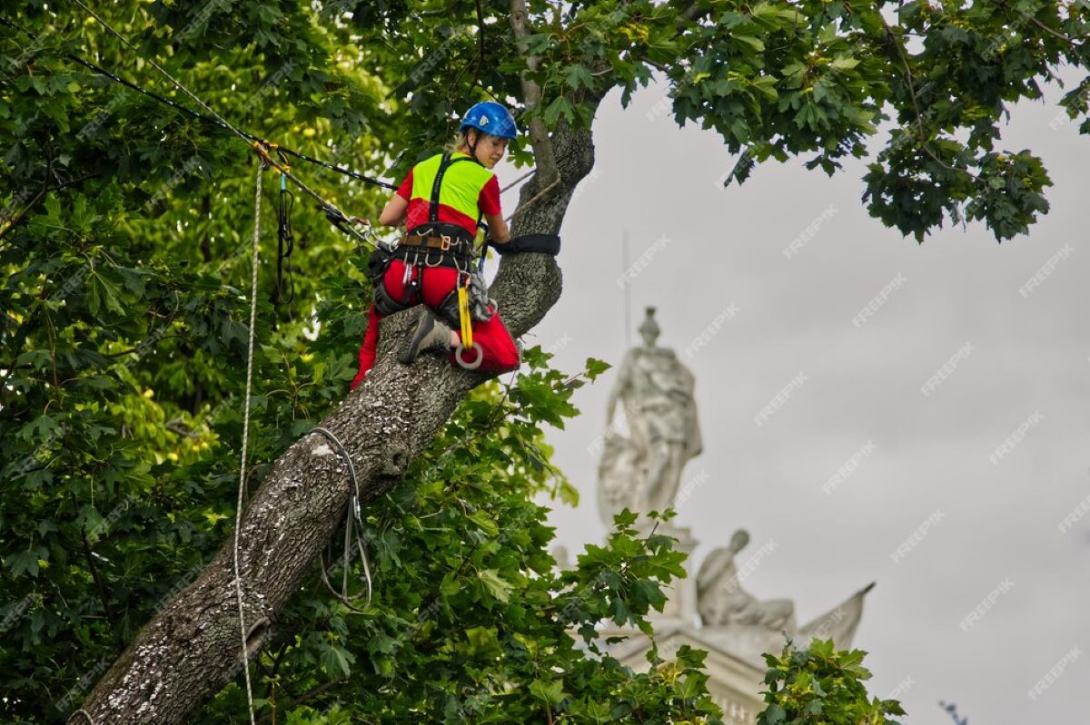 arborist sydney