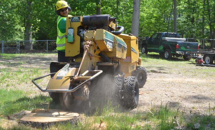 tree stump removal