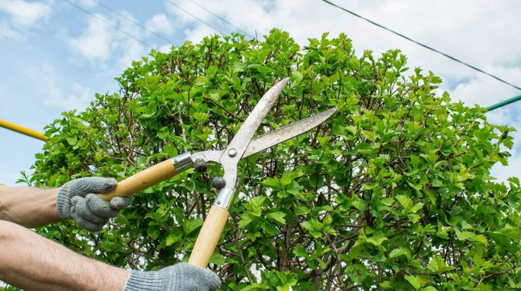 tree pruning near me