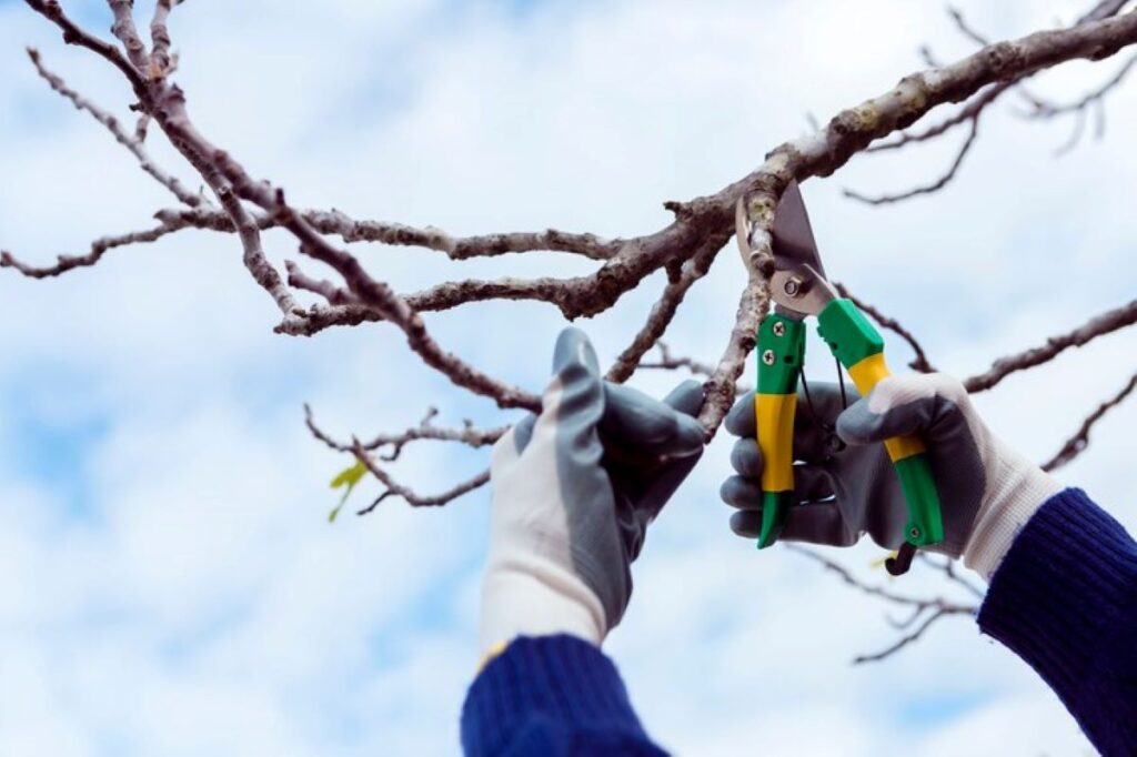 tree pruning near me