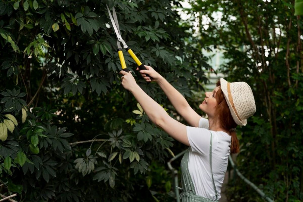 How to Find Affordable Tree Pruning Near You