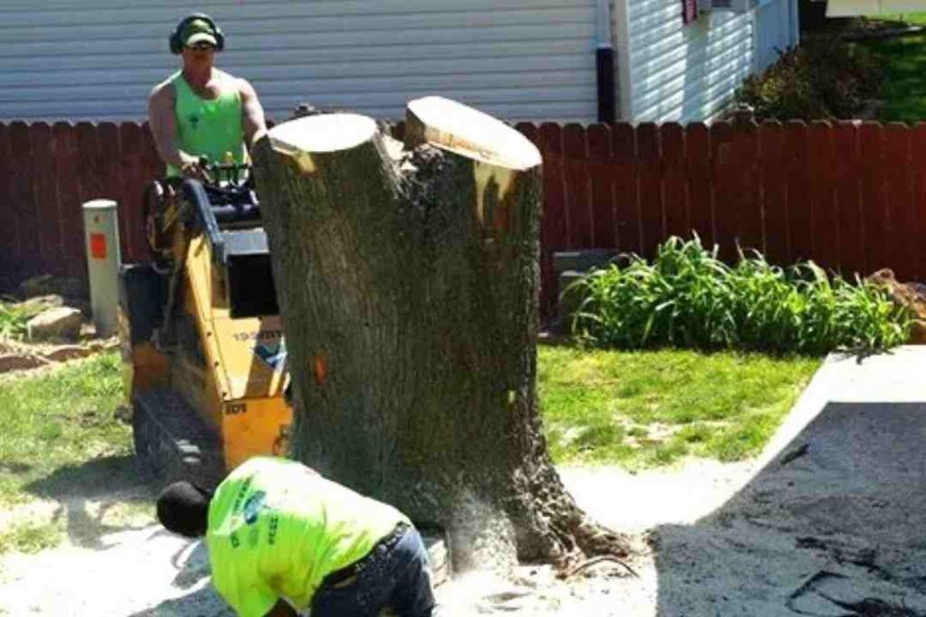Types of Stump Removal Services