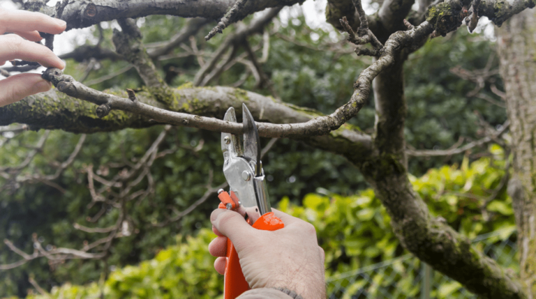 Tree Loppers Near Me vs. Licensed Arborists: Who to Choose?