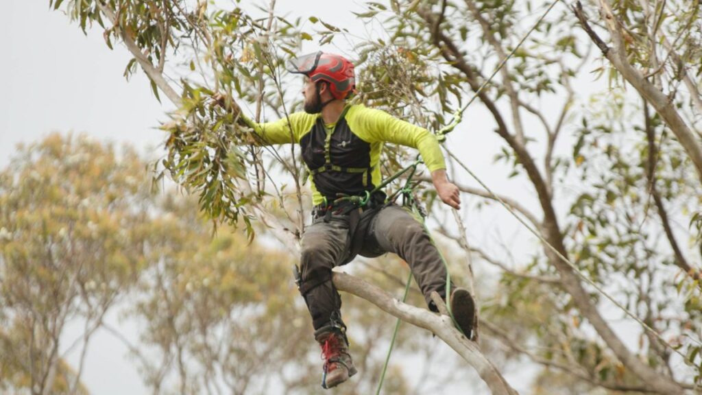 Arborist North Sydney