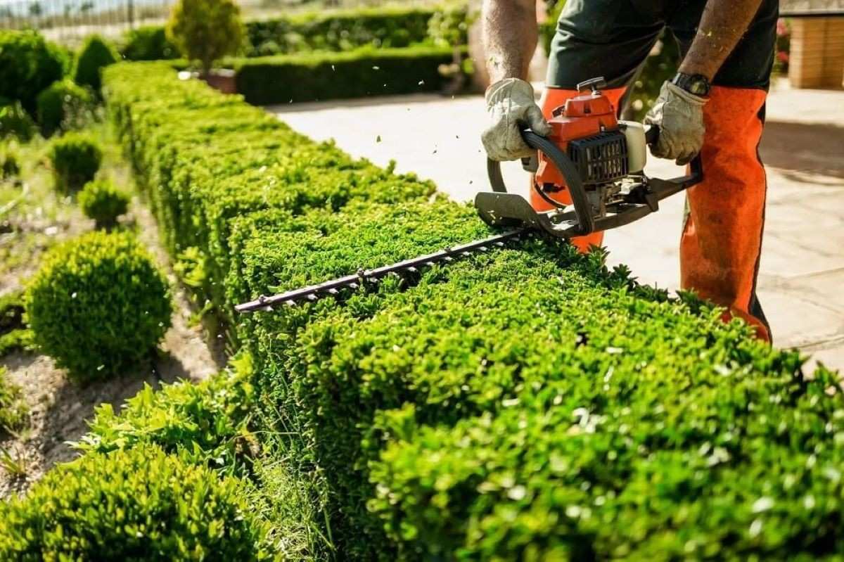 tree removal sydney