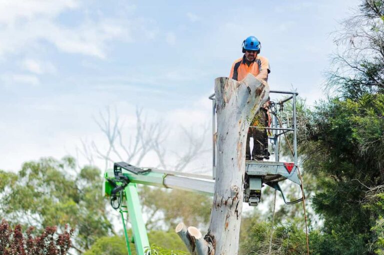 Arborist North Sydney