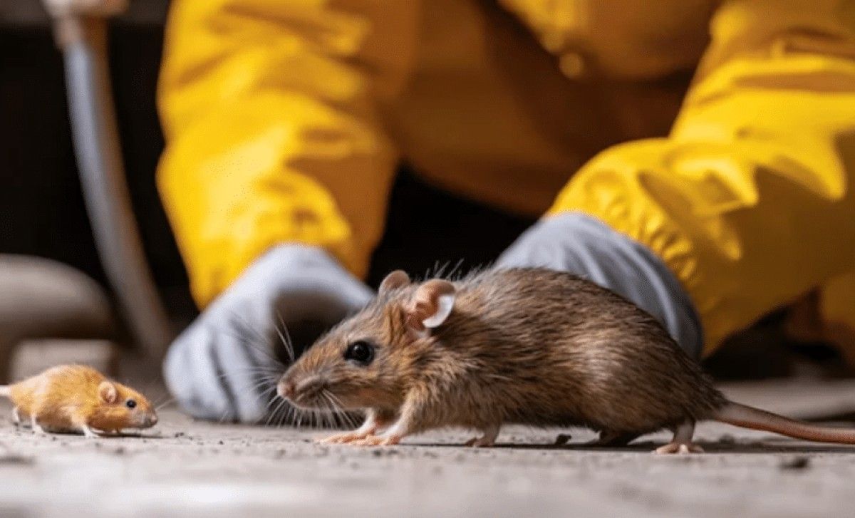 Rat Removal Sydney: How Experts Handle Large-Scale Infestations Safely