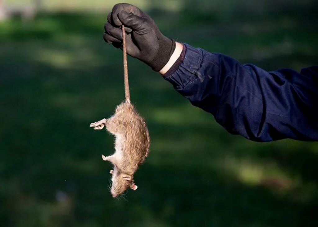 rat removal Sydney