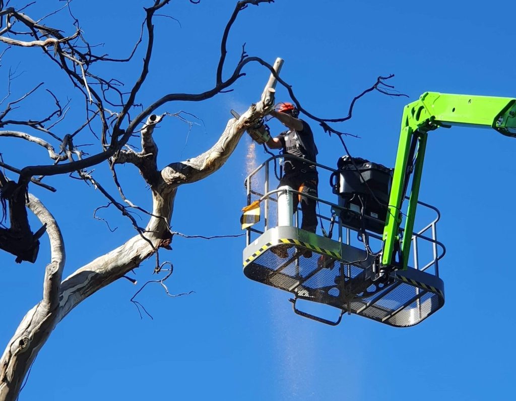Tree Trimming Services: Professional Care and Health Maintenance for Your Trees

