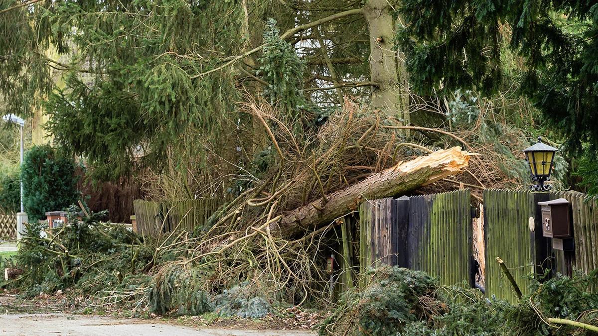 Tree Trimming Services: Professional Care and Health Maintenance for Your Trees